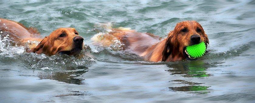 Dogs, Swimming, Water, Pet, Swim, Beach