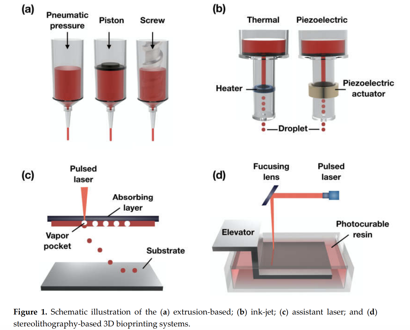 3D Bioprinting Techniques for Tubular Organ Regeneration – Bioengineering  Blog