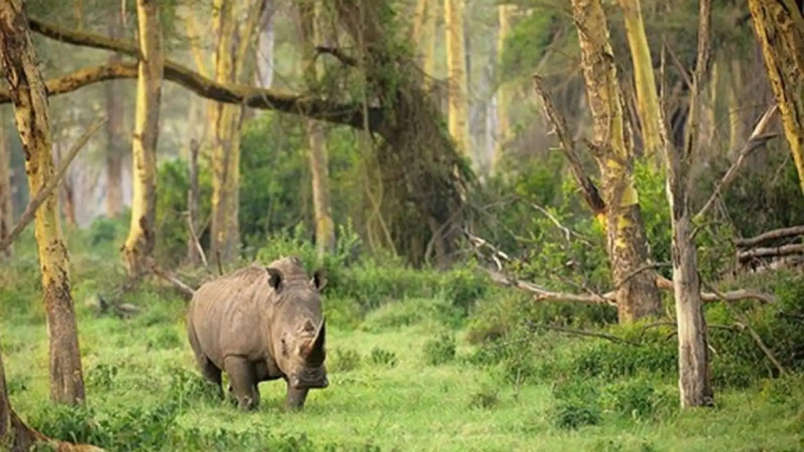 Taman Nasional Ujung Kulon (Photo: Traveloka)