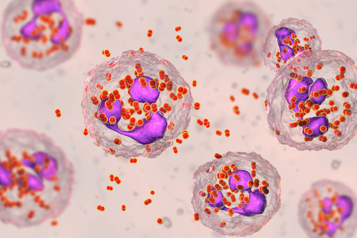 Microscopic view of Gonorrhea bacteria