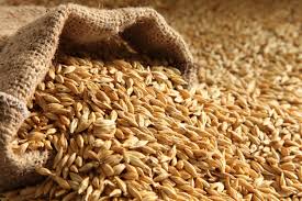 Image result for barley