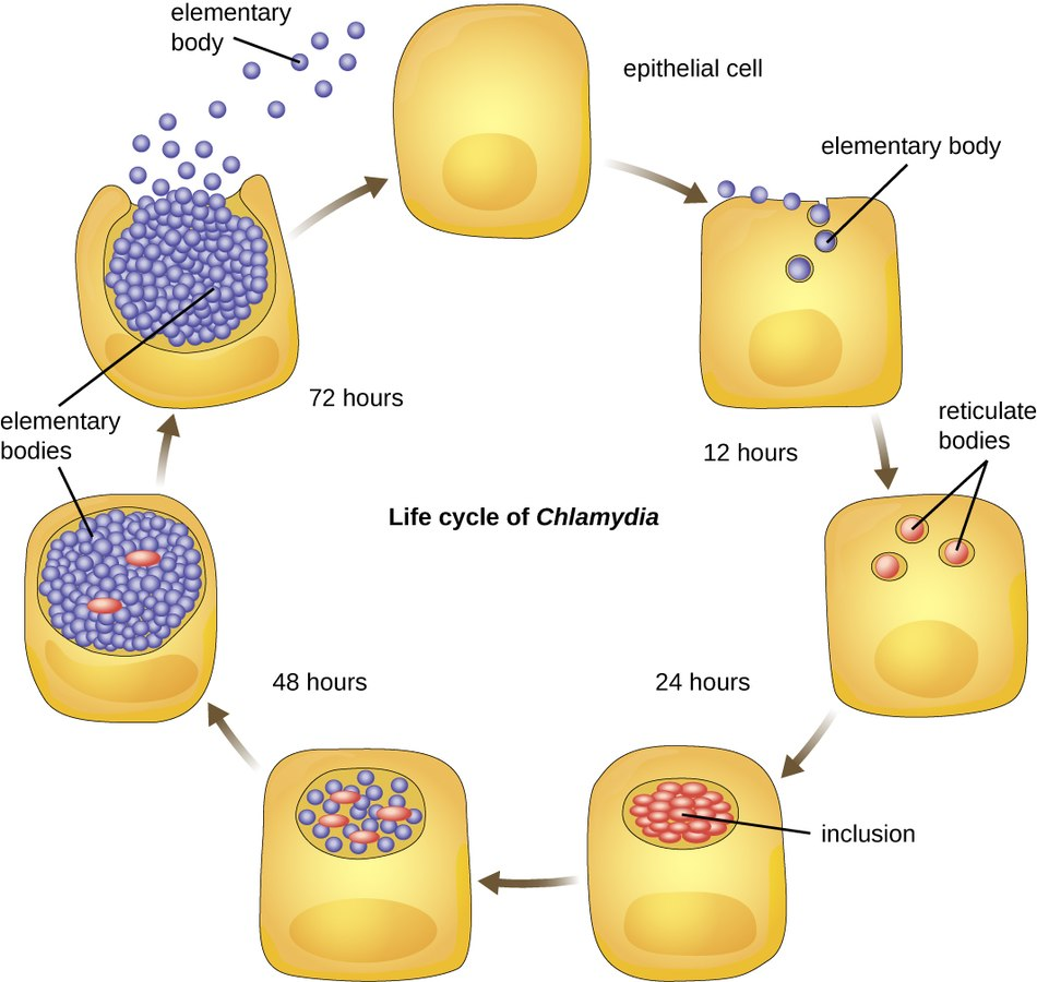 Жизненный цикл хламидий. Жизненный цикл хламидии микробиология. Жизненный цикл хламидий схема. Репликативный цикл хламидии. Схема жизненного цикла хламидии.