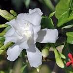 Crape jasmine