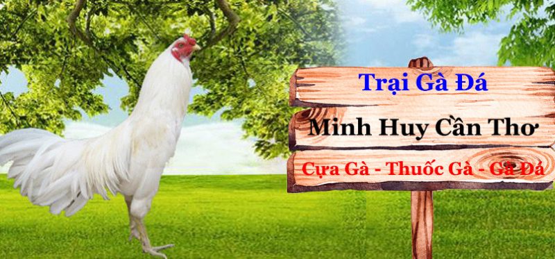 Lựa chọn gà chọi dựa trên những tiêu chí nào?