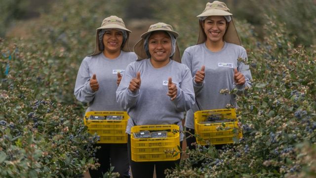 Tres trabajadoras en un campo de arándanos en Perú.
