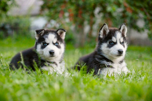 How to Make Sure Your Husky Puppy Is Getting Enough Rest