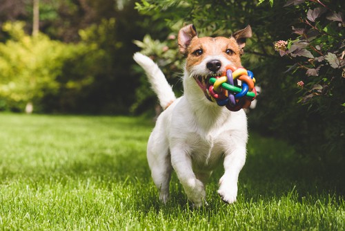 Juguete para perros usado para tratar de disuadir a masticar madera