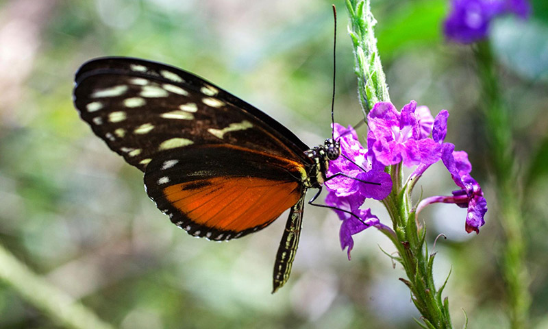 Mariposa