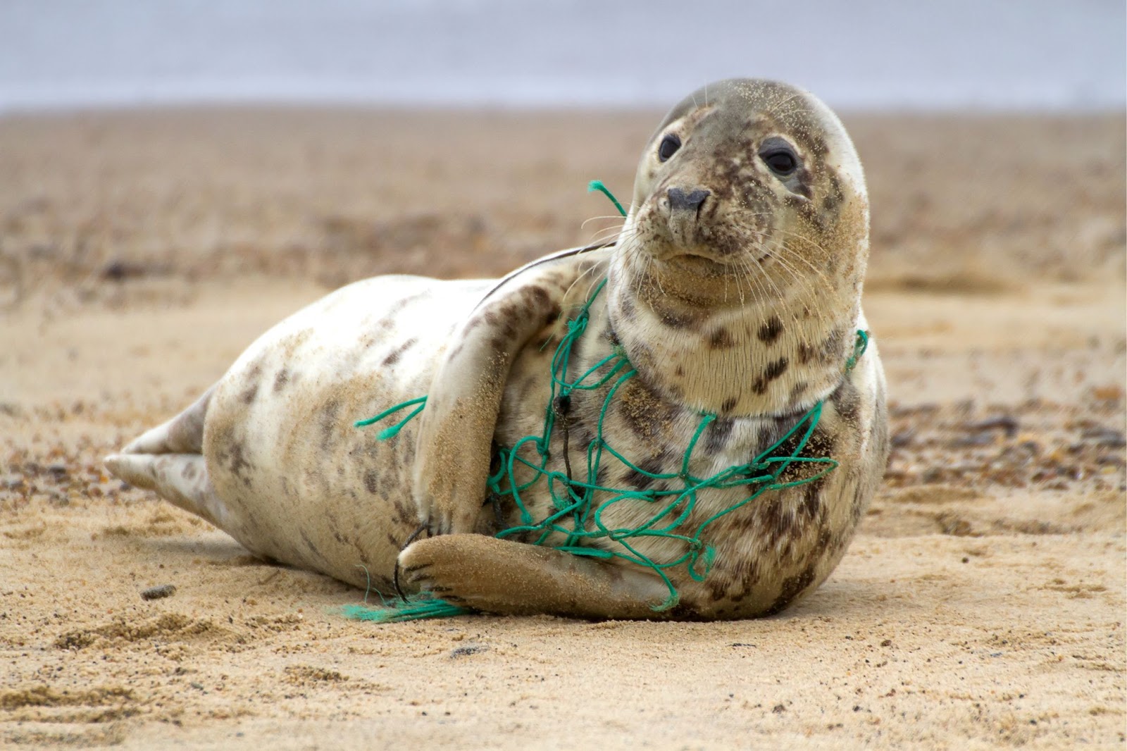 seal trapped in plastic wire
