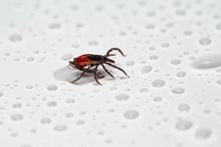 L.I.T. First Aid and Lifeguard Training Blog: A Guide to Tick Bites