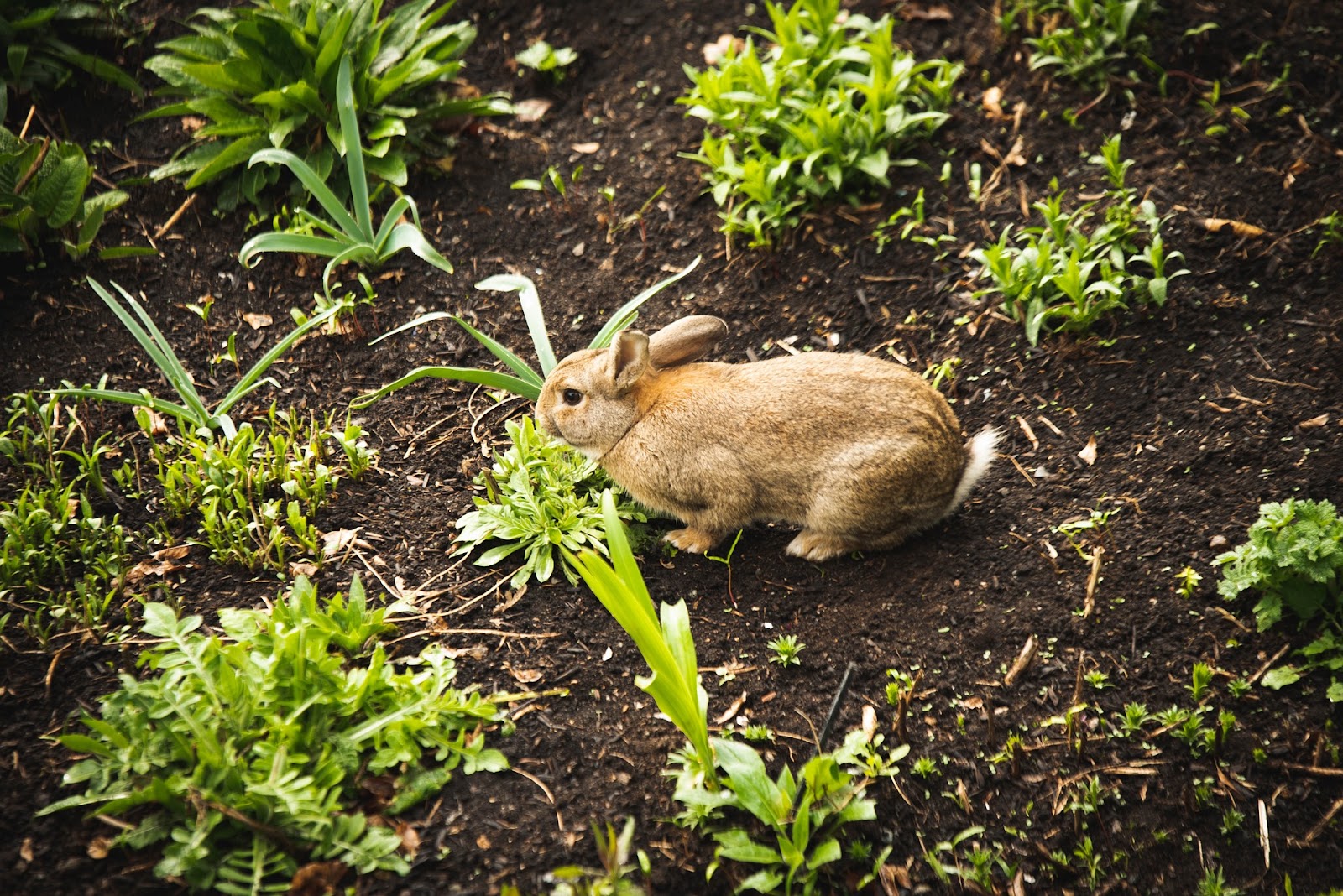 Can Rabbits Eat Asparagus | hYFNN9PVDQj b4Wbq5LoJUoFrOfZ1jYLFgX4CBBRzzAYIwHsVE8 LWvjmVuNLBTMw7JFH AUCdnai
