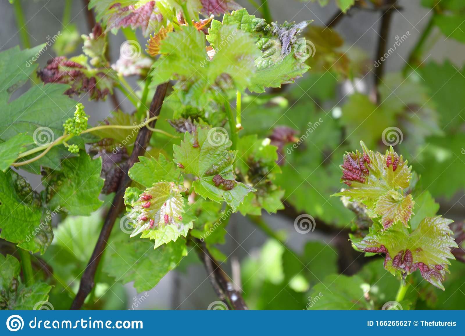 Grapevine Disease, Anthracnose of Grapes, Elsinoë Ampelina is a Fungal  Disease that Affects a Grape Leaves Stock Image - Image of leaves, garden:  166265627