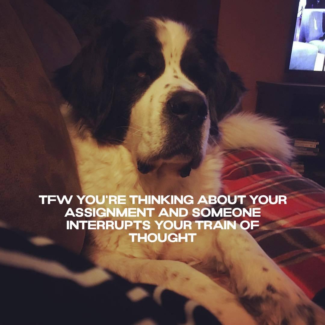 Sybil's Saint Bernard is lying on a couch. The text over the image says: TFW you're thinking about your assignment and someone interrupts your train of thought
