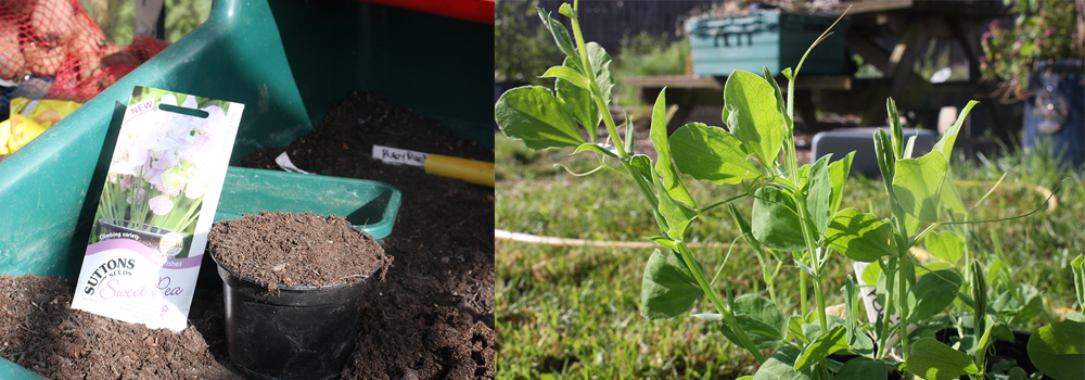 Growing sweet peas is an easy flower that will produce an abundance of blooms which are great for cut flowers. Get Gardening. 