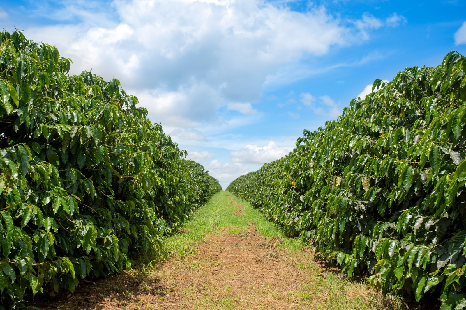 Costa Rica Coffee plantations