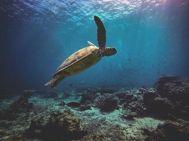 Una tortuga nadando en el agua

Descripción generada automáticamente con confianza media
