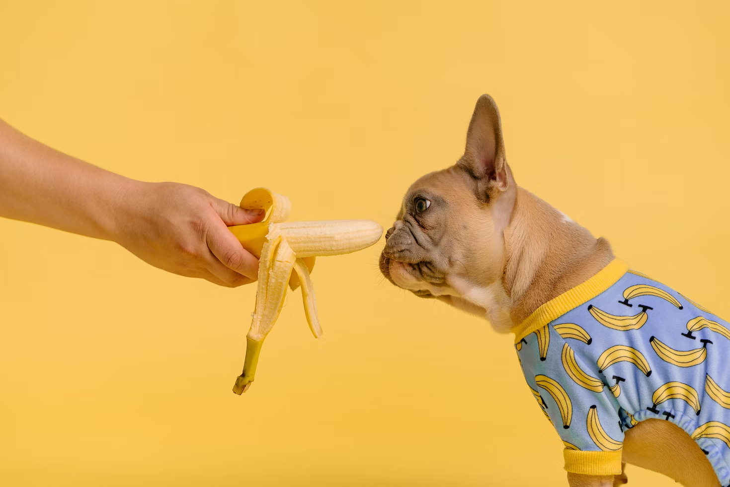 狗狗可以吃香蕉嗎