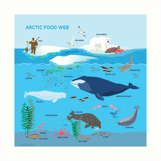 Image result for the arctic food web