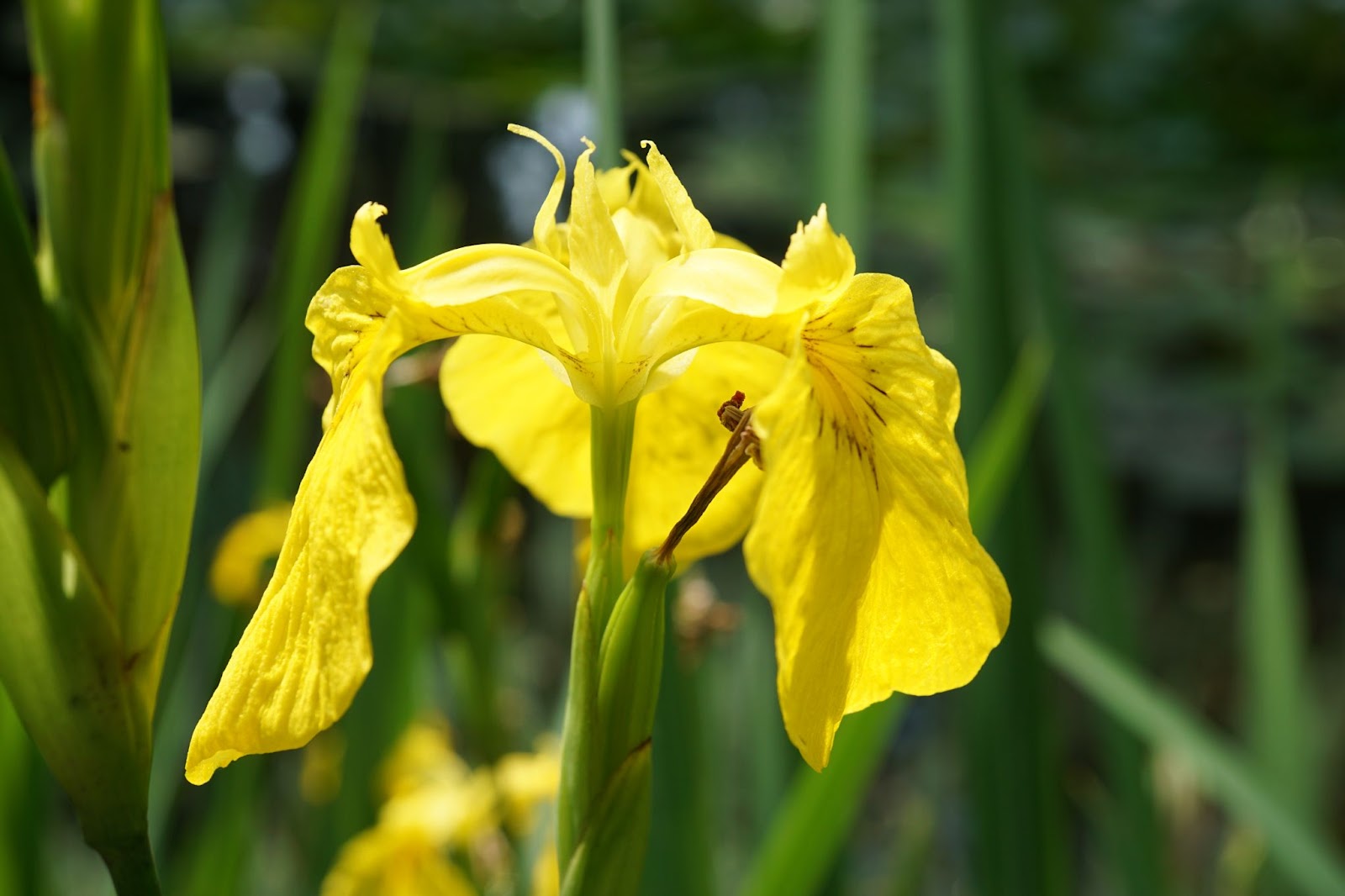 9. Irisul de baltă - Iris pseudacorus