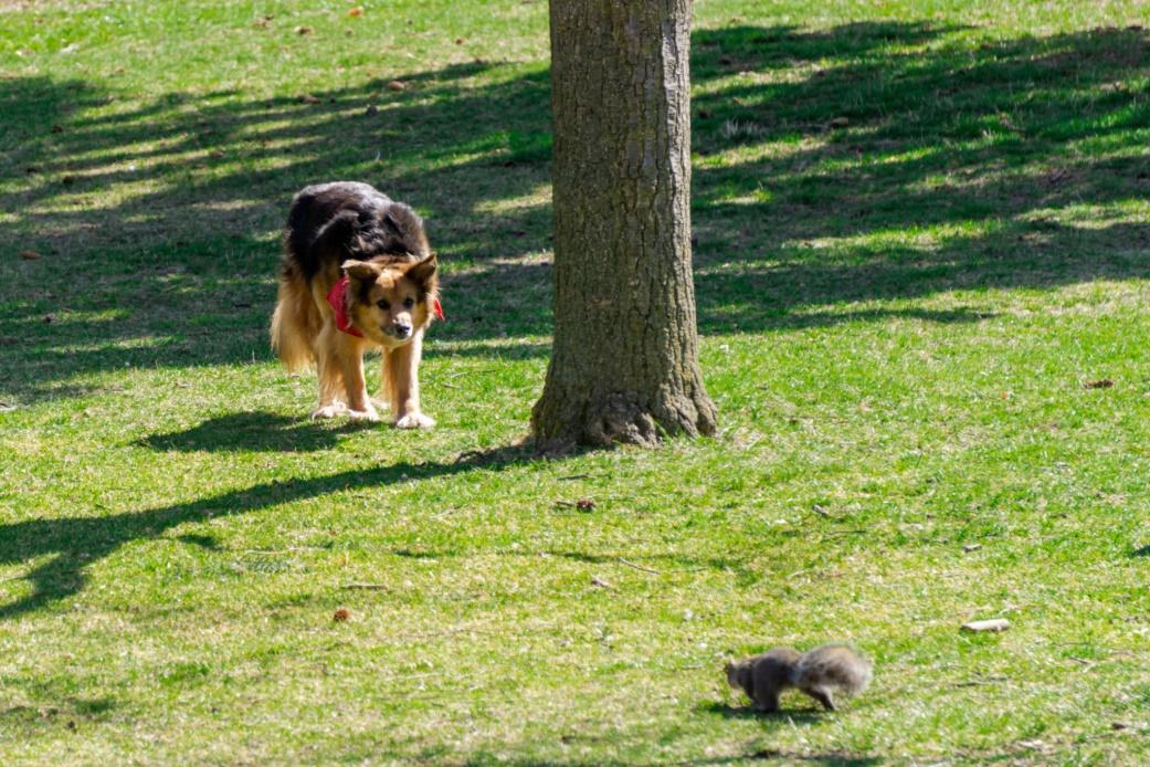 Elkhound Squirrel Dogs