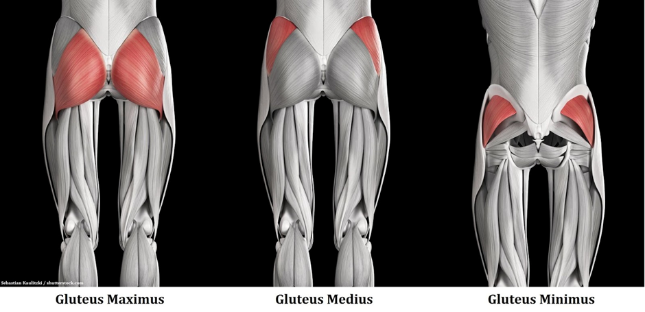 Muscles Worked Glutes