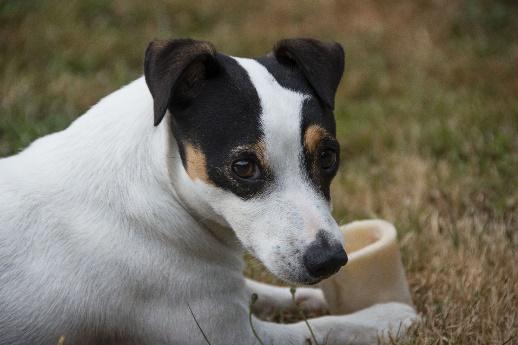 A brown and white dog sitting in the grass

Ein braun-weißer Hund, der im Gras liegt