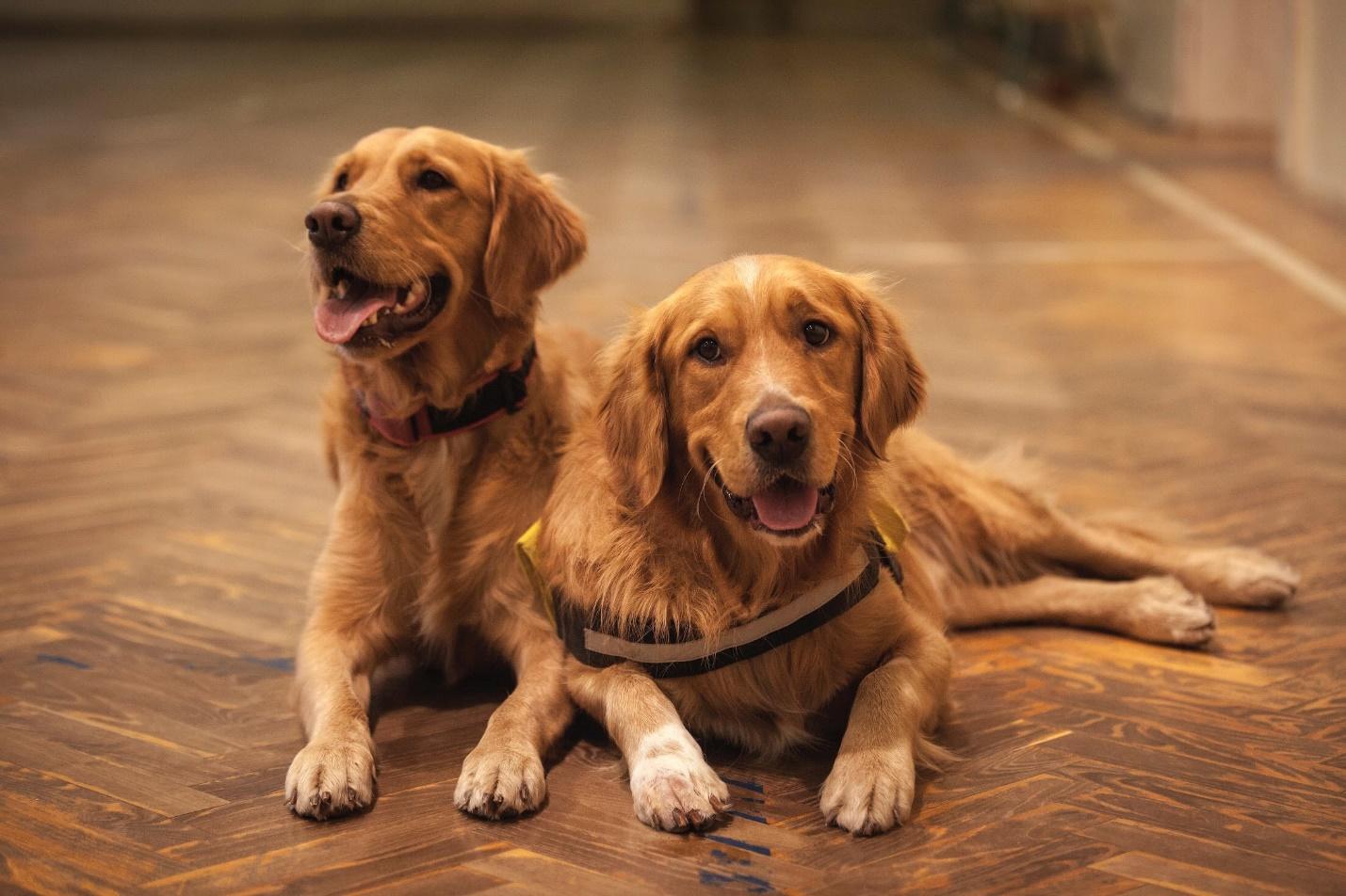 Two dogs sitting on a hardwood floor.