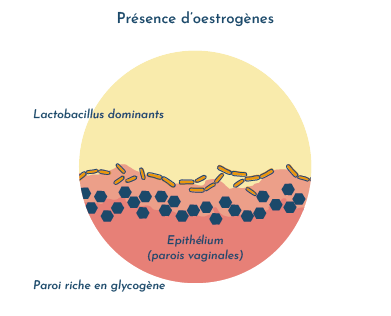 Infection urinaire et Ménopause : les oestrogènes à la rescousse ?