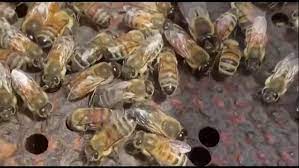 Dutch researchers train honeybees to detect COVID-19 | CBC.ca