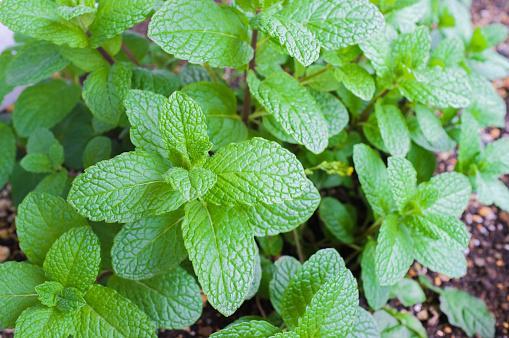 Different Types of Mint to grow in your Garden