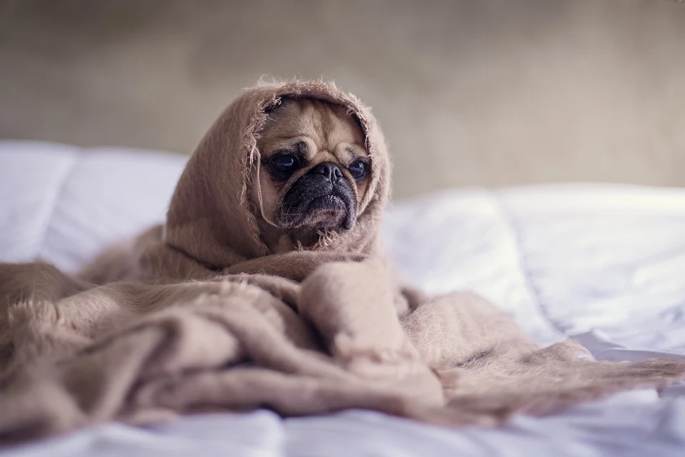 sleepy pug wrapped in a taupe throw blanket sitting atop a thick white duvet blanket