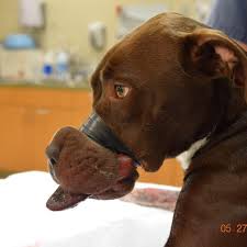 Image result for dog abuse wire around its mouth