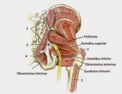 「piriformis syndrome」的圖片搜尋結果