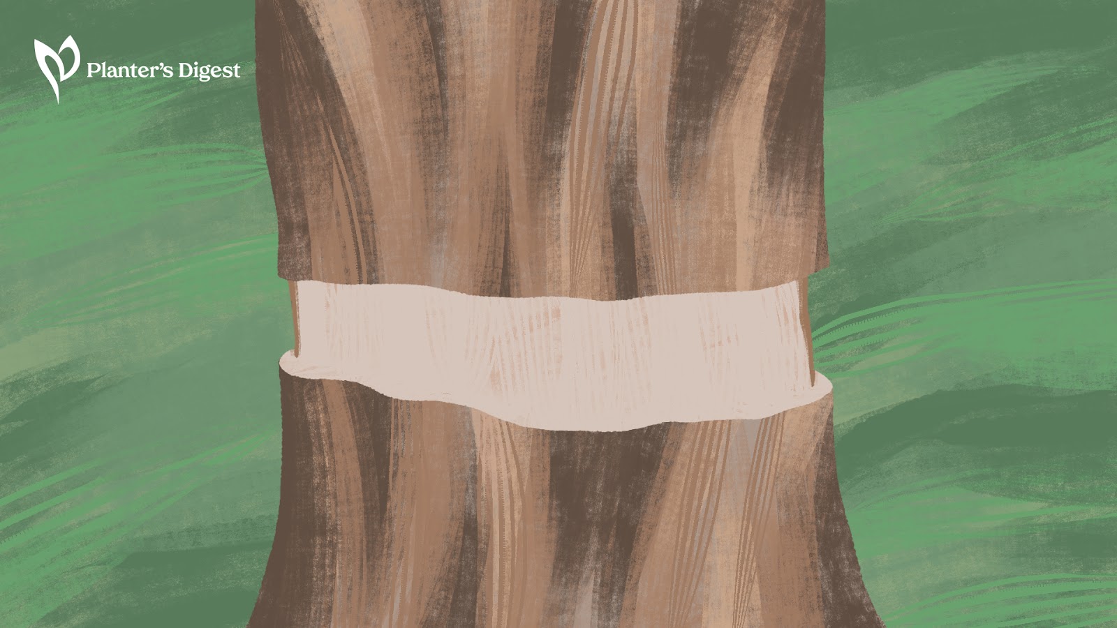 Girdling or Ring Barking 