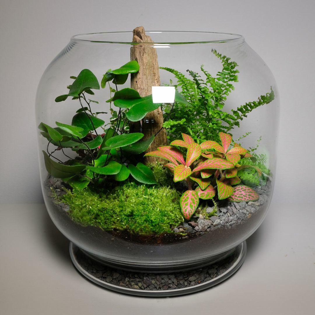 Stop Killing Houseplants (Create a Self-Sustaining Ecosphere