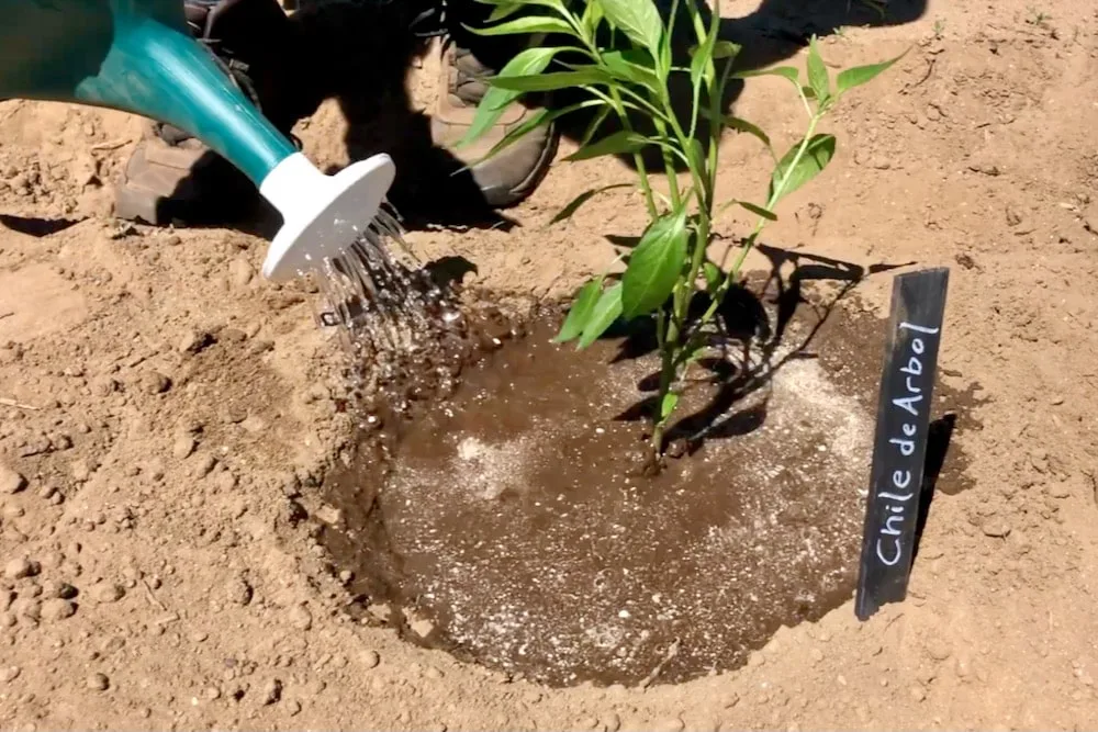Inconsistent Watering