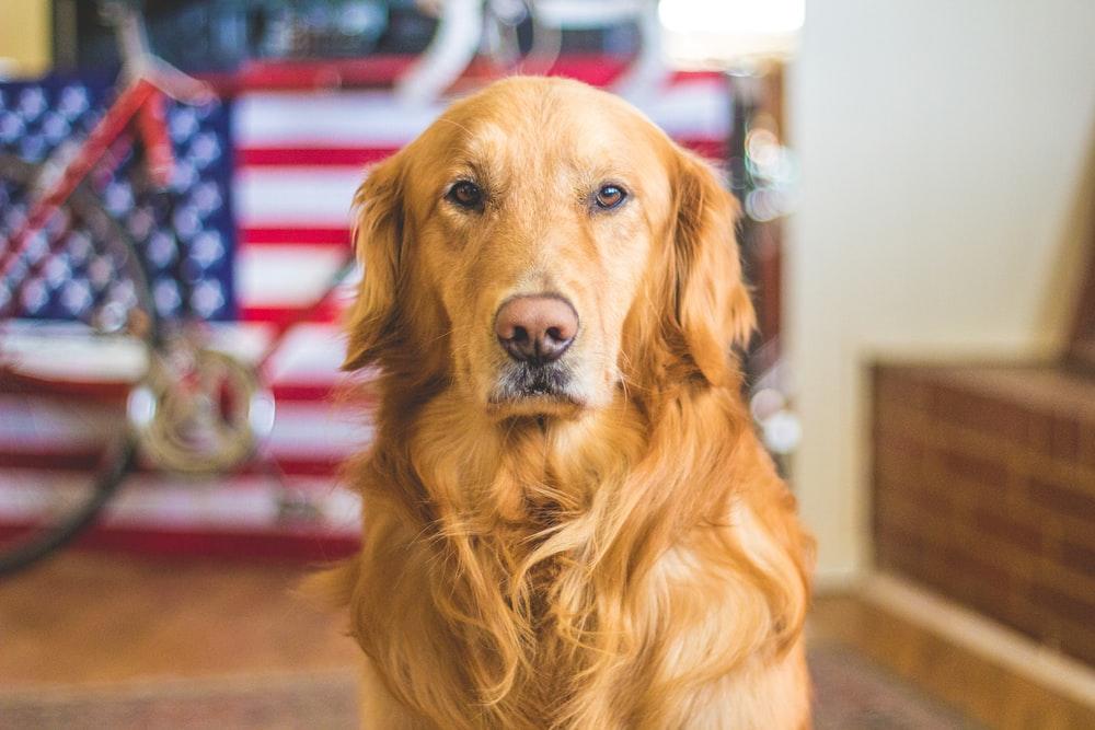 A golden-colored dog sitting down and looking forward