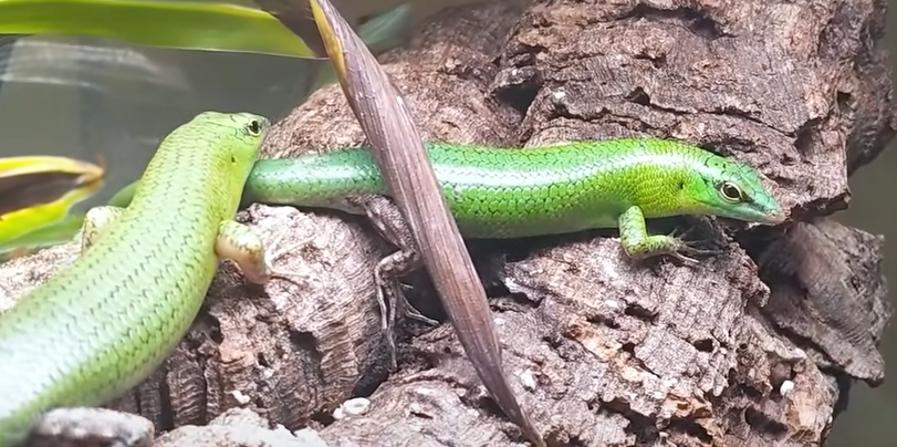 Two emerald tree skinks on a branch