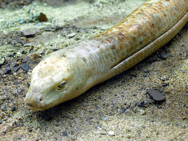 Legless lizard with visible lateral groove