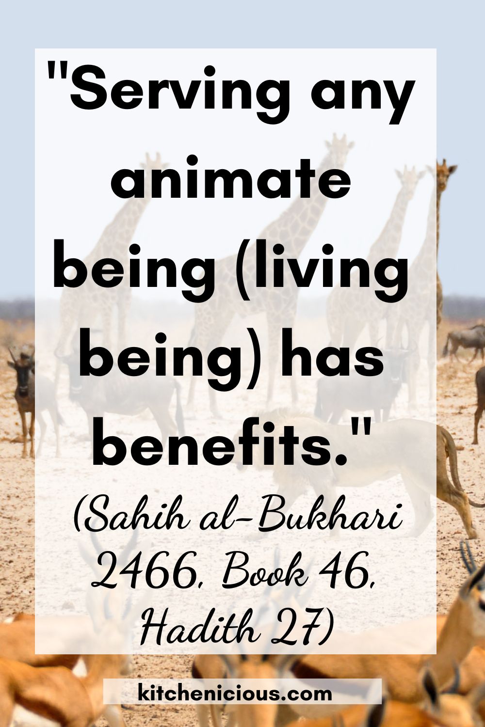 21 Quran Verses And Authentic Hadith About Kindness To Animals |  Kitchenicious