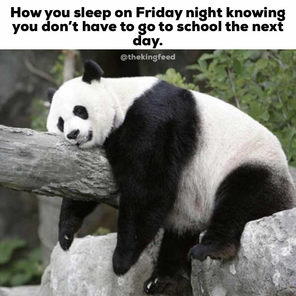 7 Hilarious Panda Memes That'll Make
