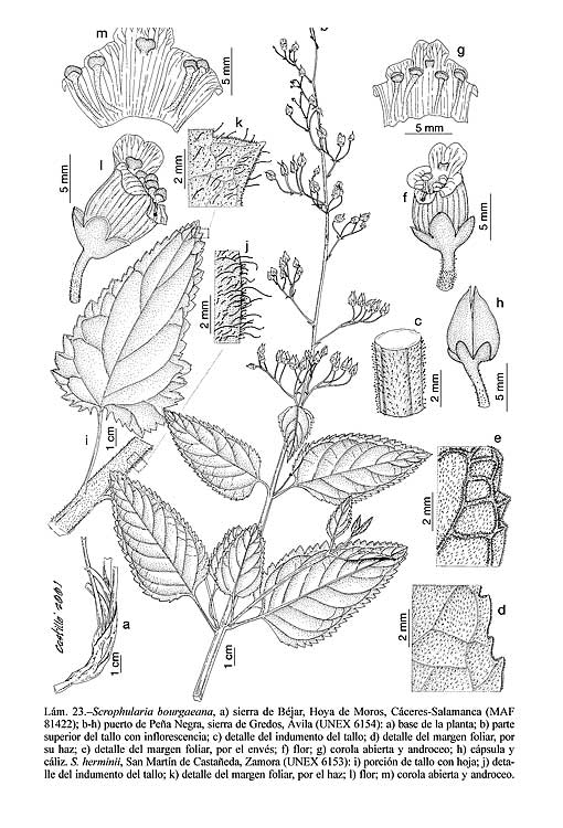 Resultado de imagem para Scrophularia bourgaeana