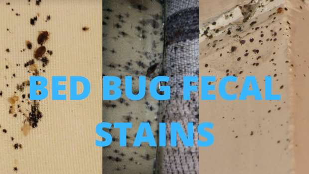 Bed Bugs Black Spots Stains
