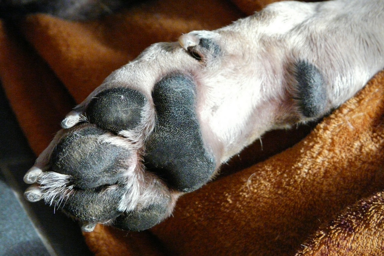 Pet-Dog-Paw-Foot-Animal-Paws-Luck-Dog-Animal-1196766.jpg