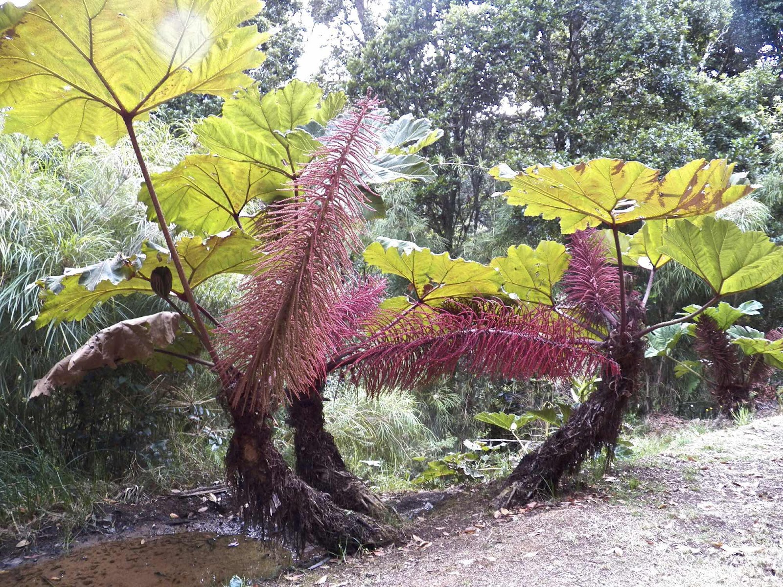 Dantica, Costa Rica