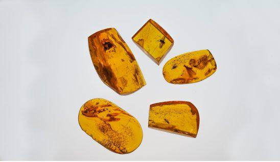 Amber fossils against white background