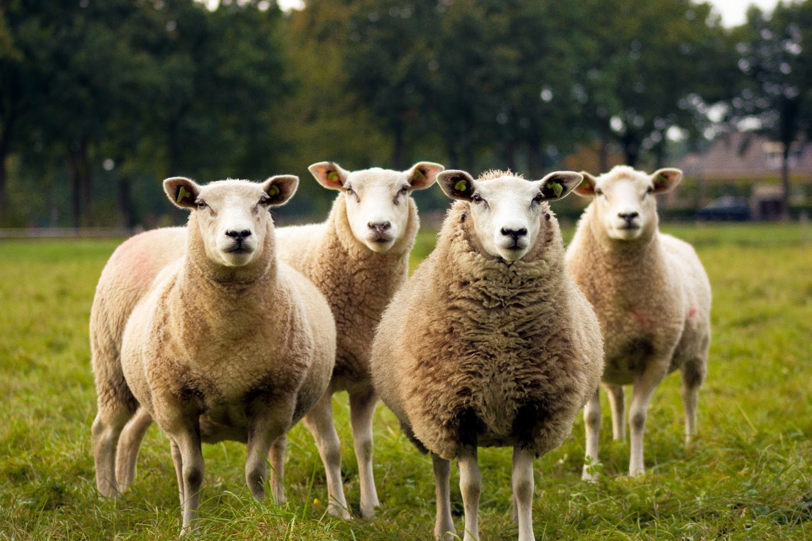 日本の羊肉はほとんど輸入品？