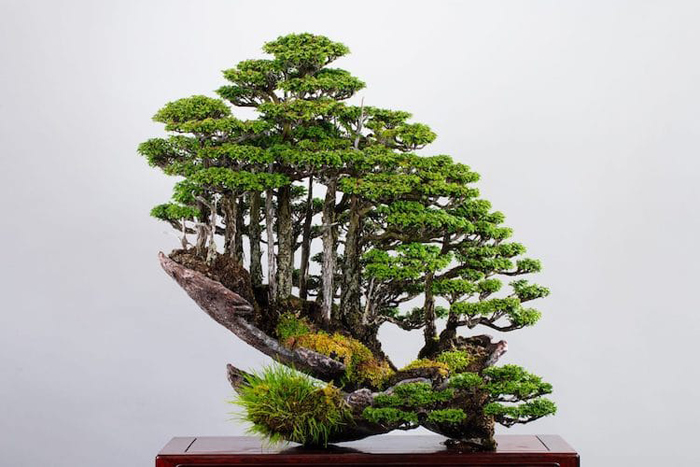 40 Most Unique And Beautiful Bonsai Trees In The World