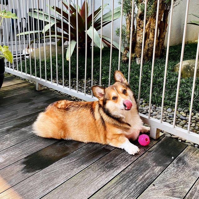 Aston the Pembroke Welsh Corgi