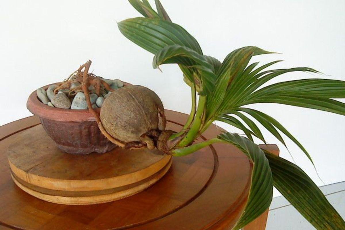 How To Make And Care For Bonsai Coconut Tree.